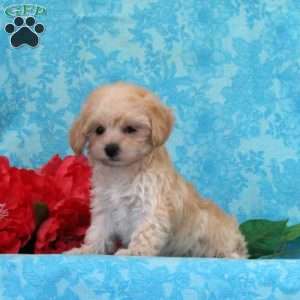 Cherry, Maltipoo Puppy
